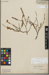 Foto von Salix repens subsp. incubacea (L.) A. Neumann